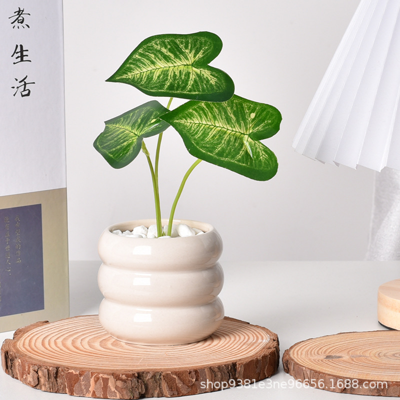 セラミック製自動給水多肉植物プランター、排水穴付きホワイトミ - Echeveria Succulent のレビューと価格