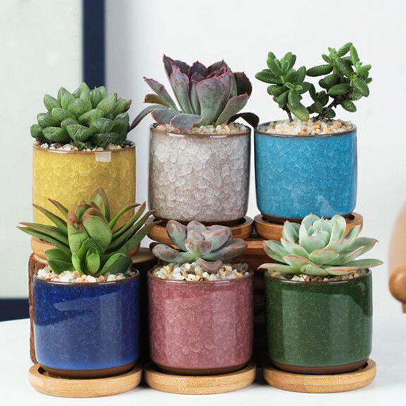 6 ピース/セットセラミック植木鉢セットミニ親指多肉植物ポッ - Echeveria Succulent のレビューと価格